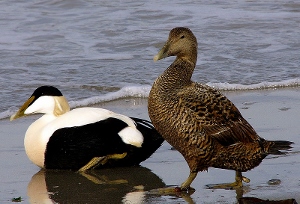 Image for Cuddy Ducks for Duns